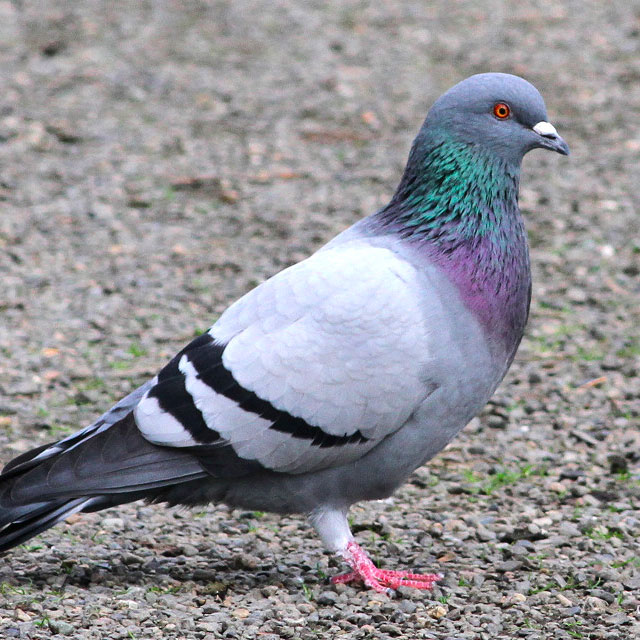 Rock Pigeon